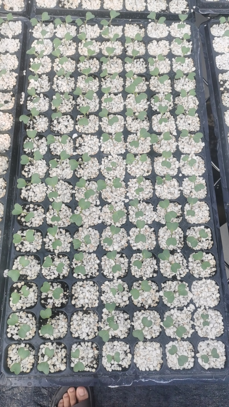 预售西兰花苗8.20左右出苗
