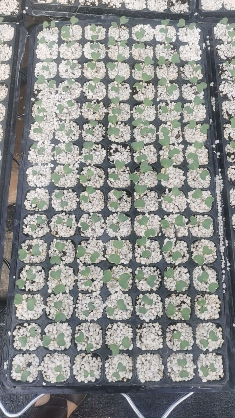 预售西兰花苗8.20左右出苗