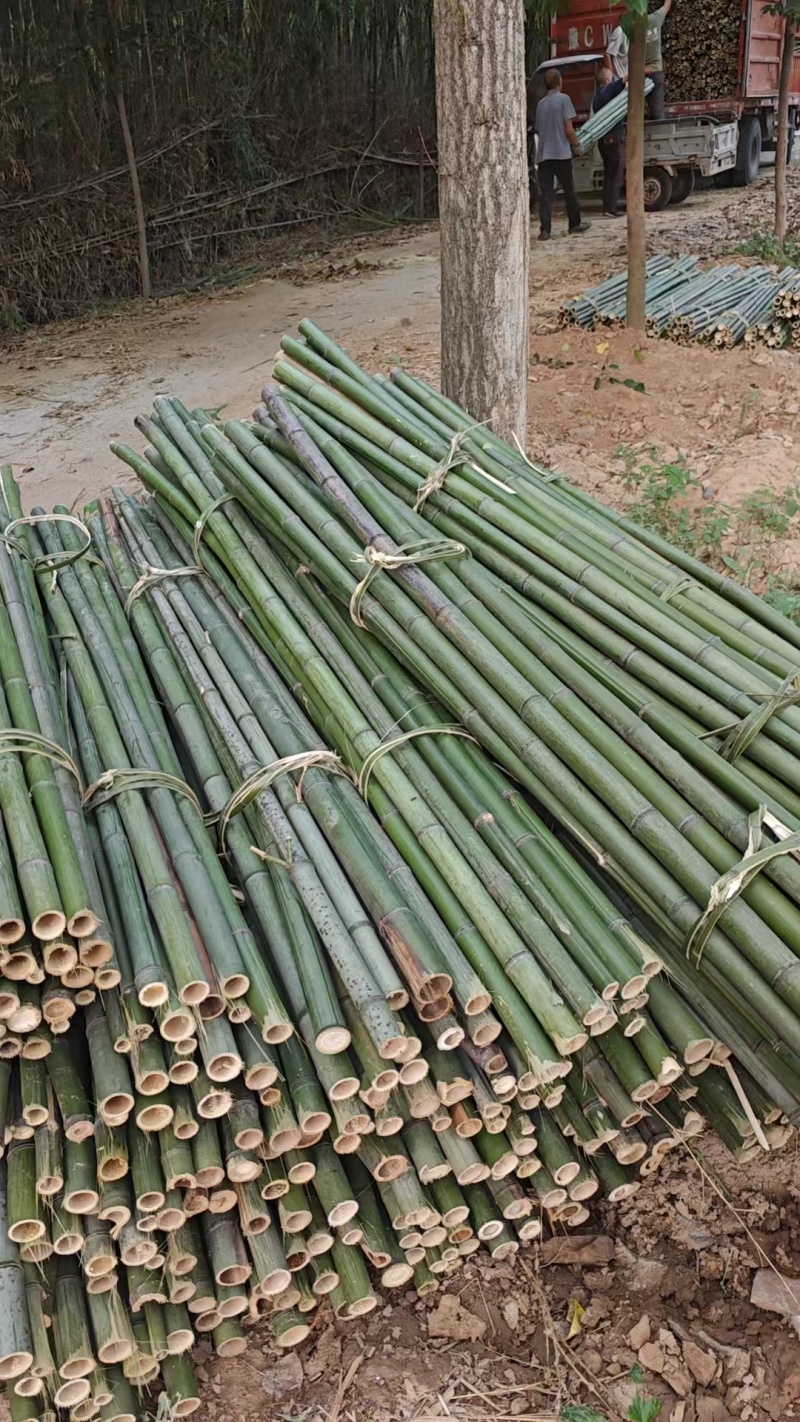精品竹竿竹子蔬菜竹架支撑竹竿产地直发对接全国