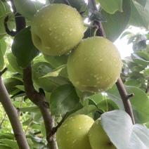 皇冠梨