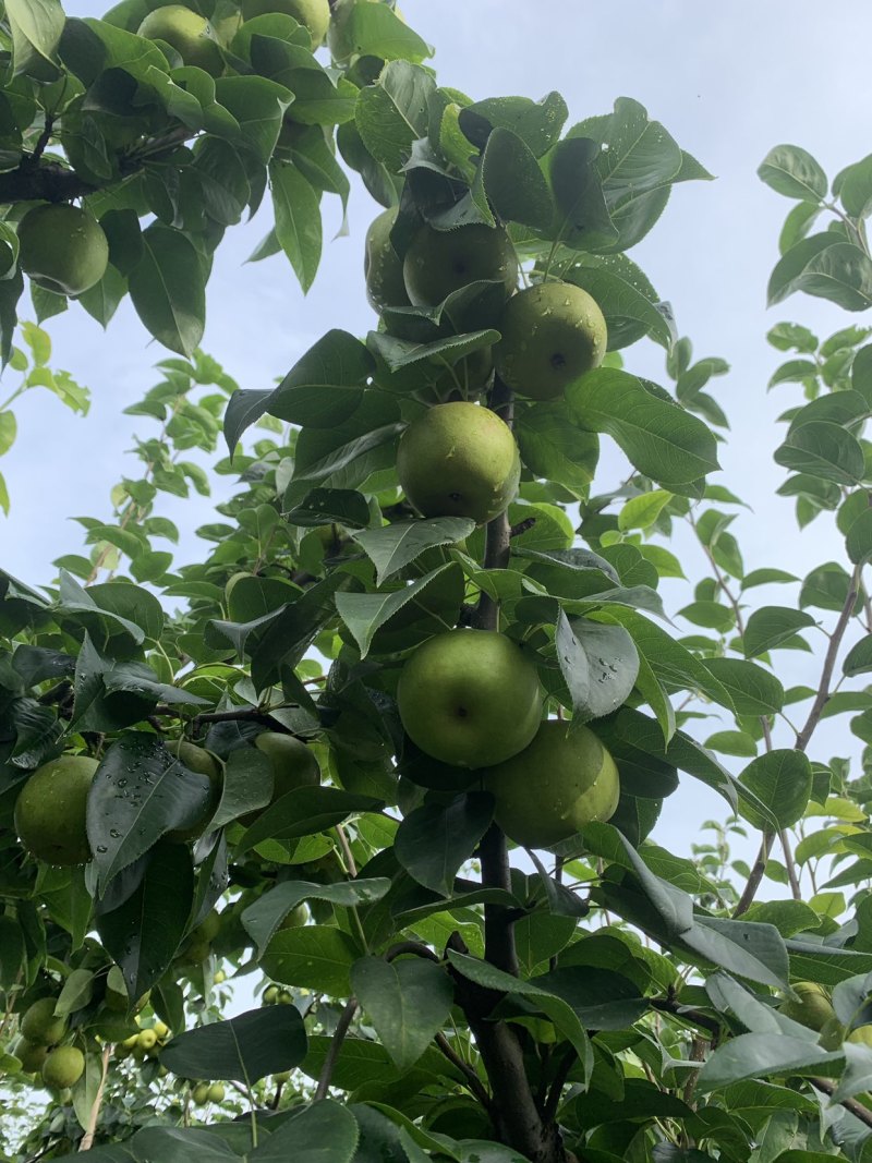 皇冠梨