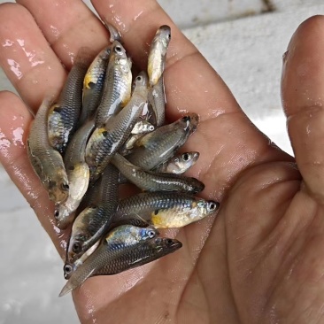 河鱼，淡水鱼，大肚鱼