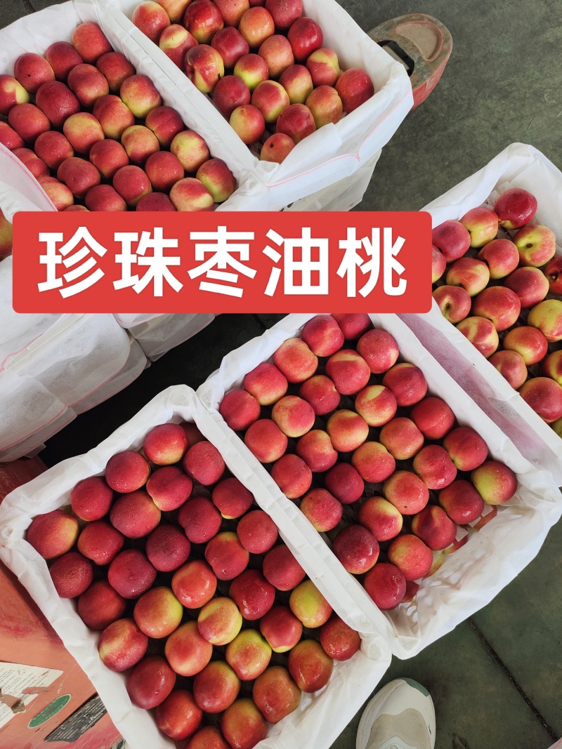 珍珠枣油桃湖北脆甜多汁产地直发货源充足