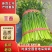 韭菜，韭菜苔，新鲜韭菜苔全国发货，欢迎大家进店选购