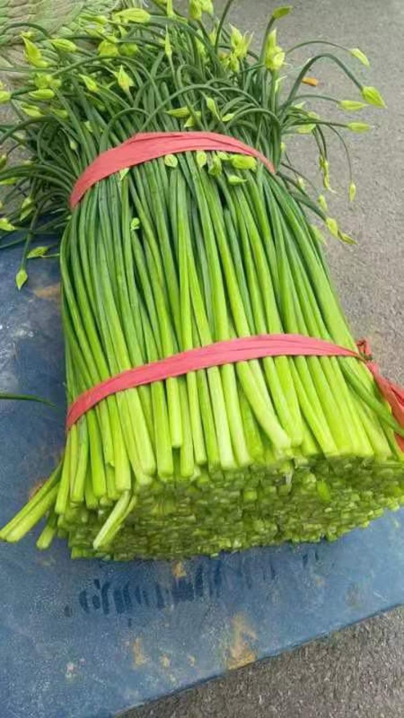 韭菜，韭菜苔，新鲜韭菜苔全国发货，欢迎大家进店选购