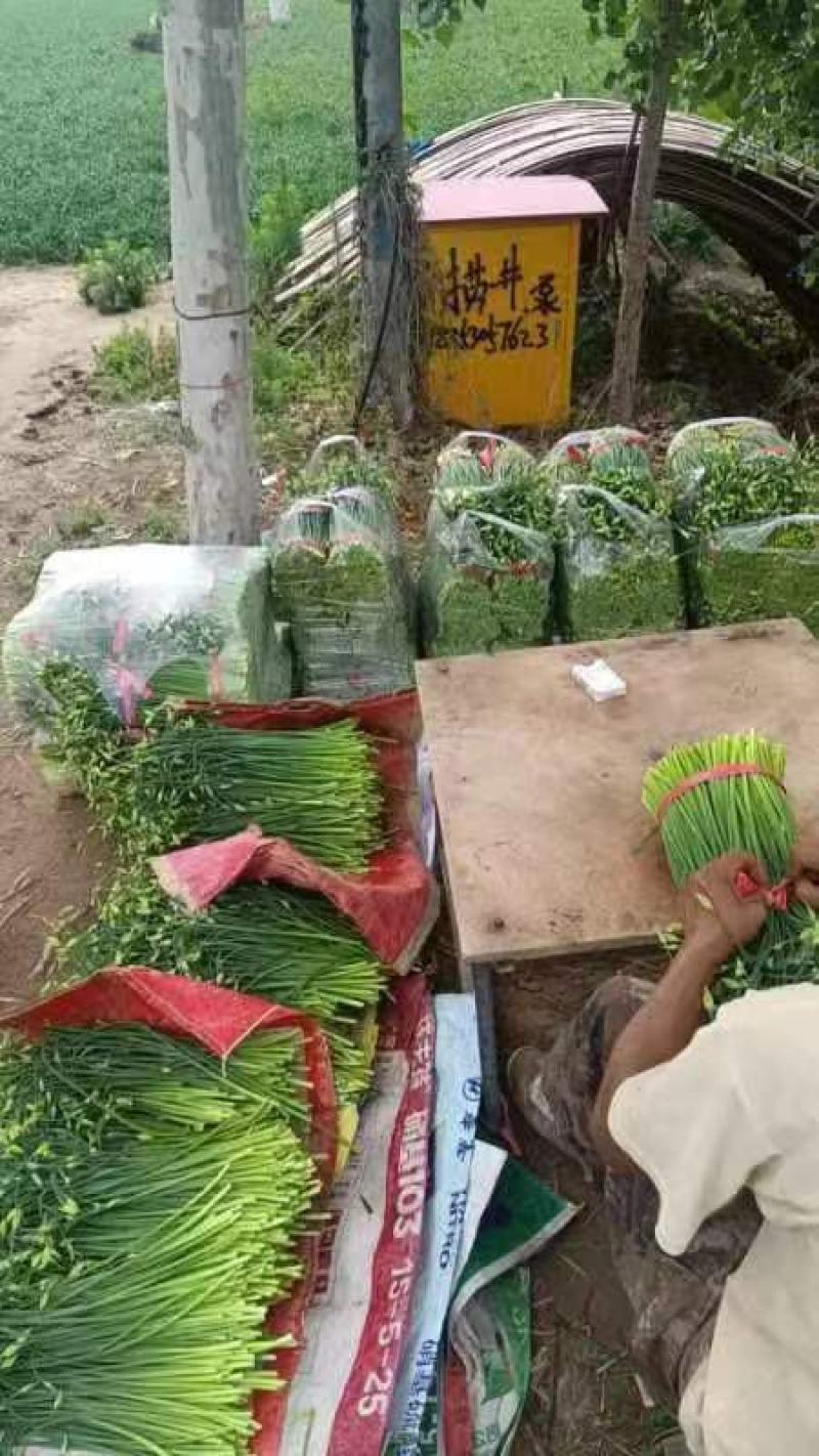韭菜，韭菜苔，新鲜韭菜苔全国发货，欢迎大家进店选购