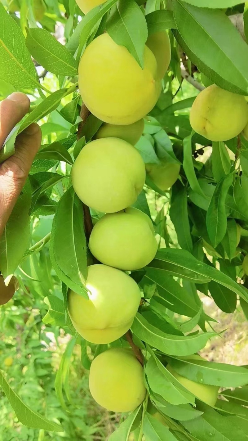 青白桃罐头加工原料