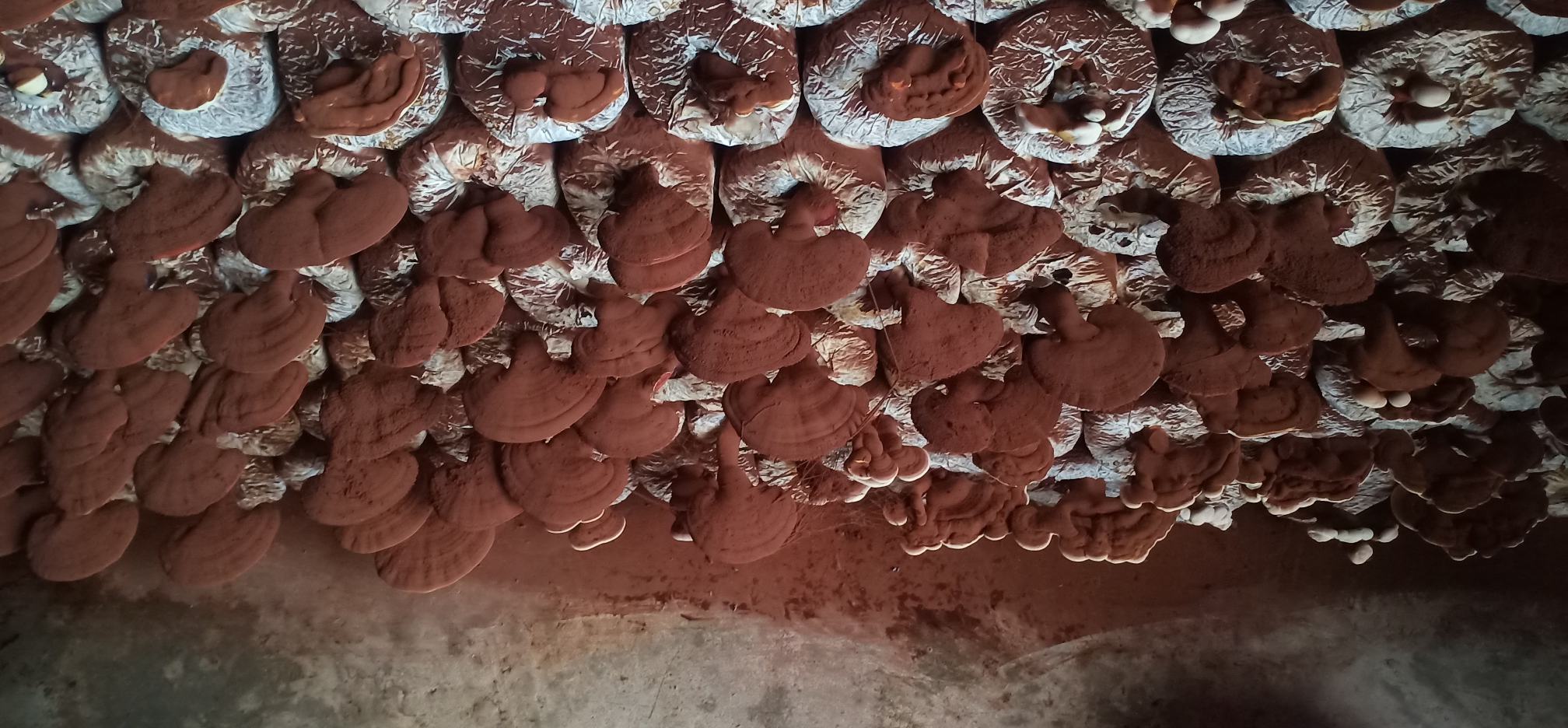 现代化灵芝切片加工厂内部场景