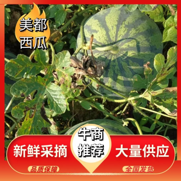 安徽美都西瓜，大量上市产地，直发量大，从优皮薄肉厚耐运输