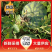 安徽美都西瓜，大量上市产地，直发量大，从优皮薄肉厚耐运输