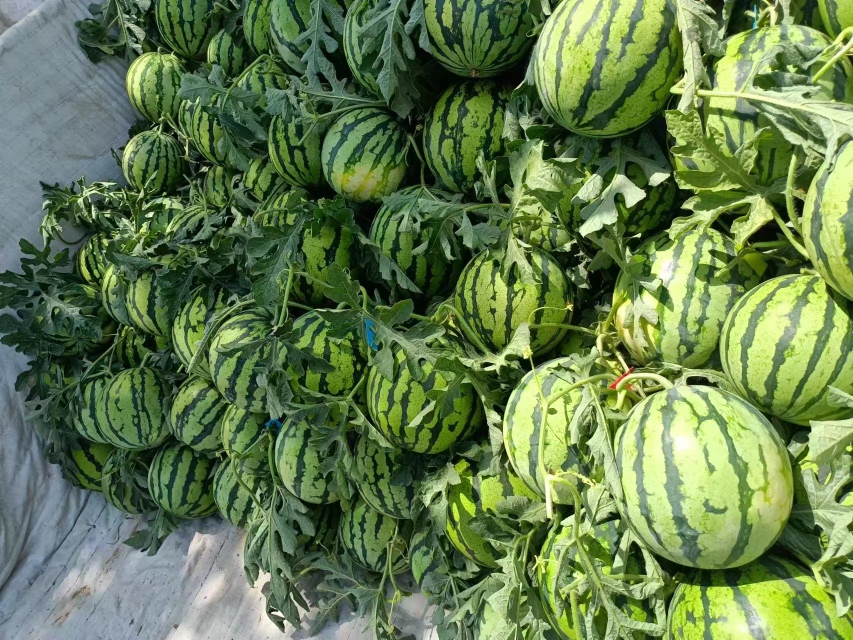 成熟的美都西瓜果实整齐摆放在田间,表皮光滑,色泽翠绿 美都西瓜果实展示