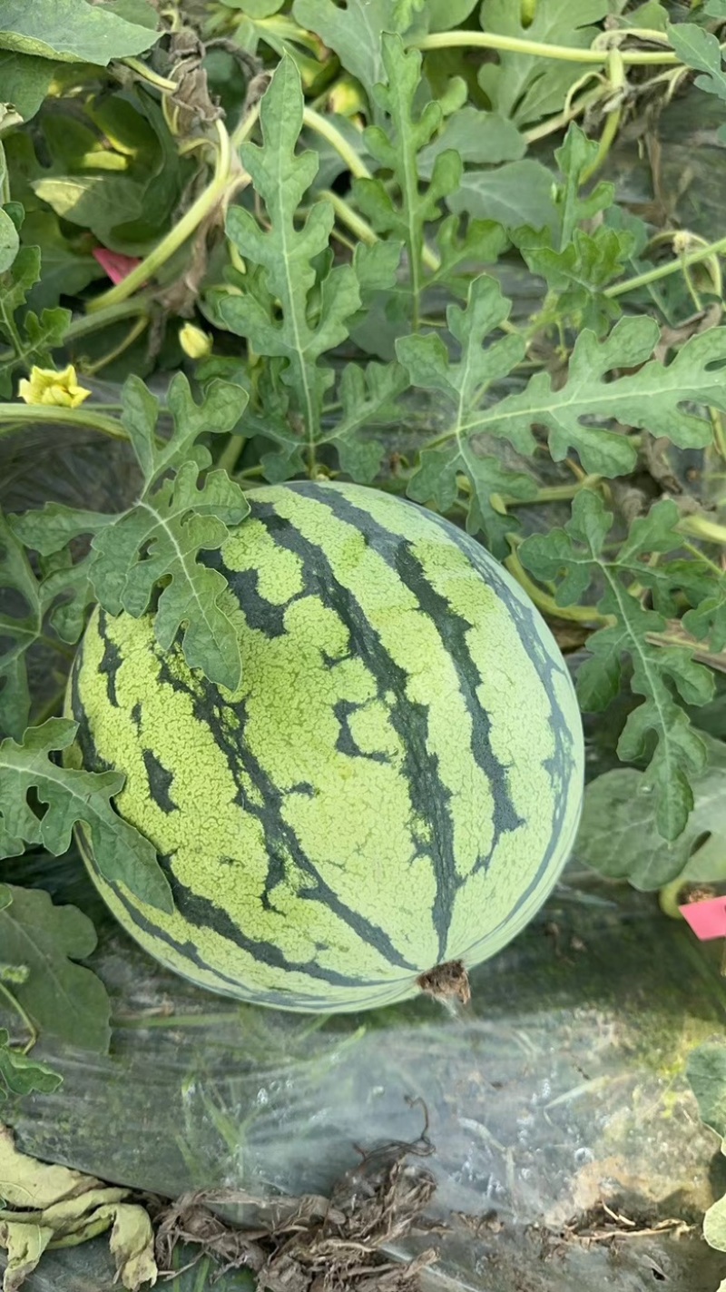 安徽美都西瓜，大量上市产地，直发量大，从优皮薄肉厚耐运输