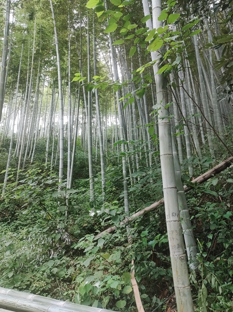 安徽霍山毛竹