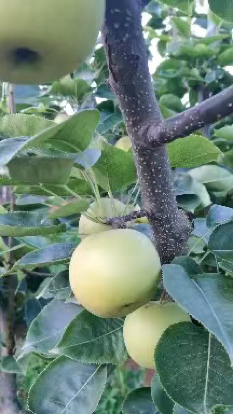 黄金梨