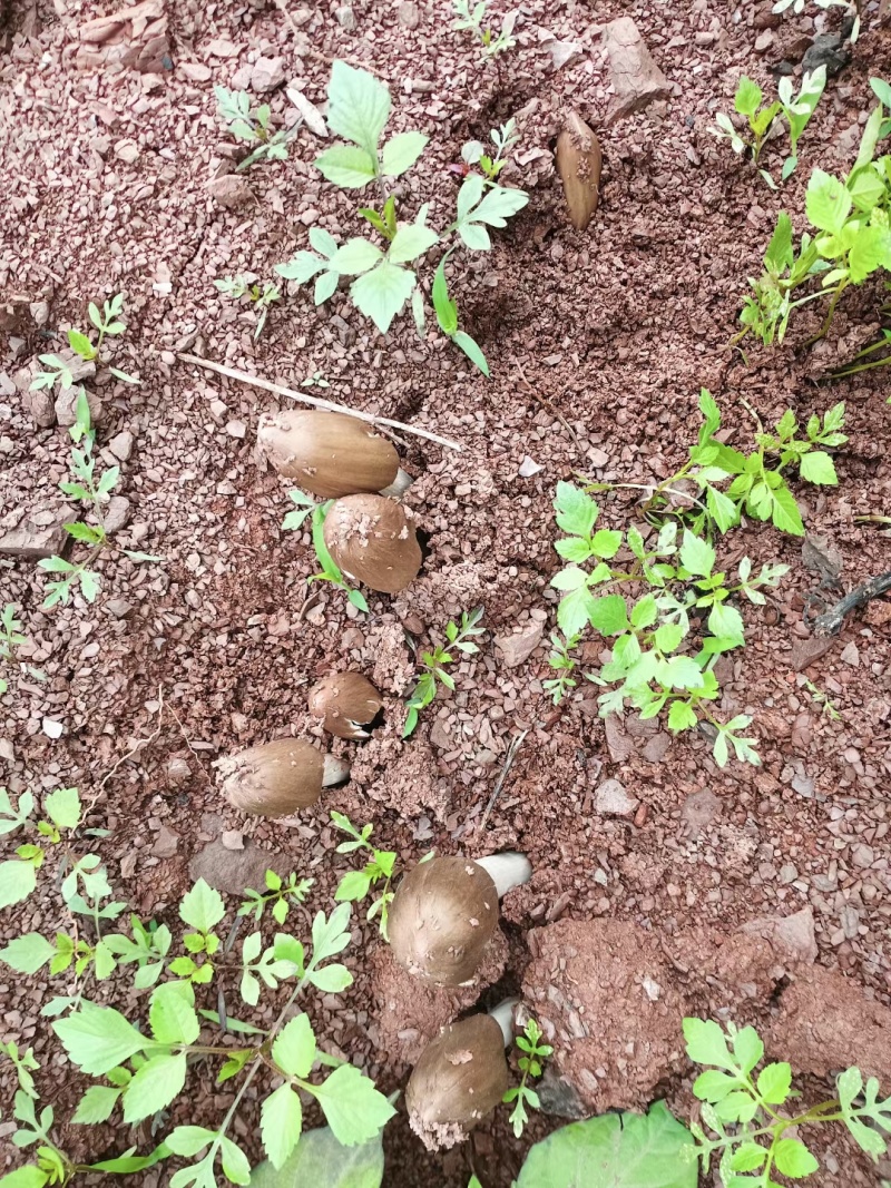 新鲜鸡枞菌