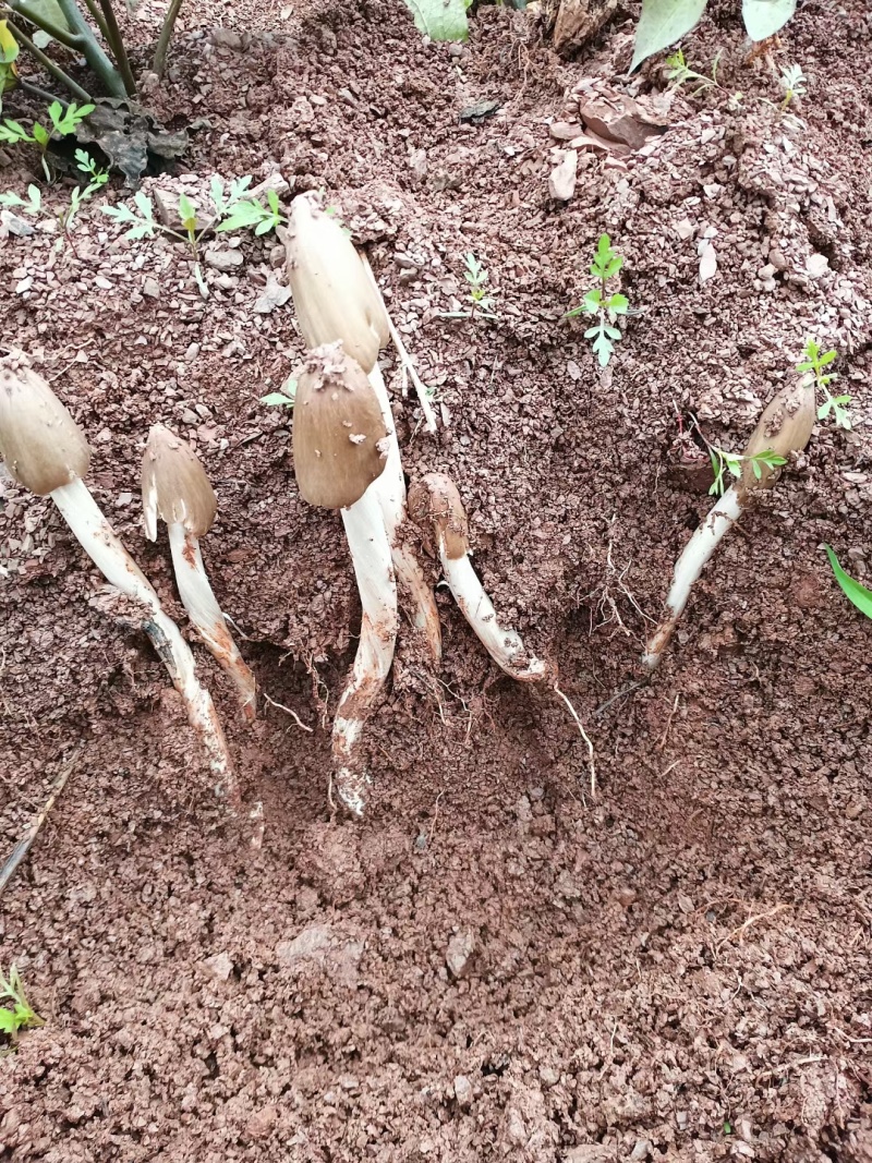 新鲜鸡枞菌