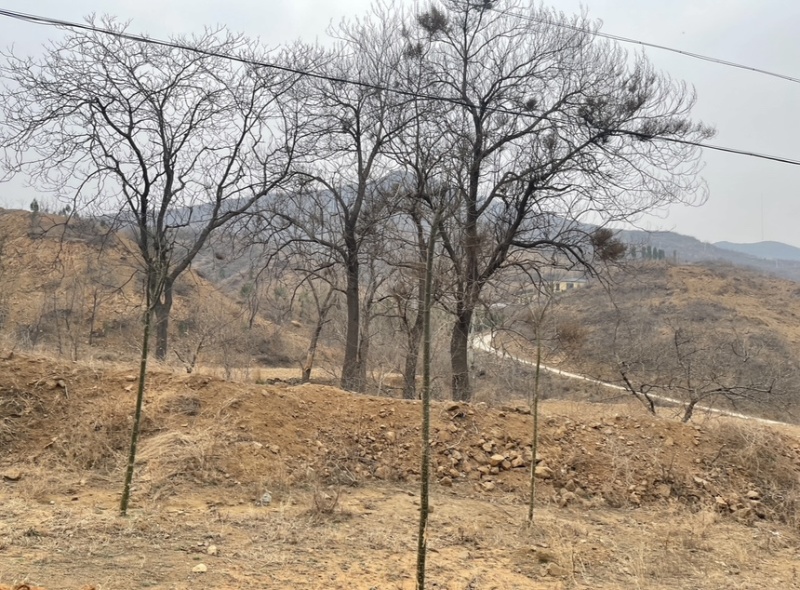 荒山可开采