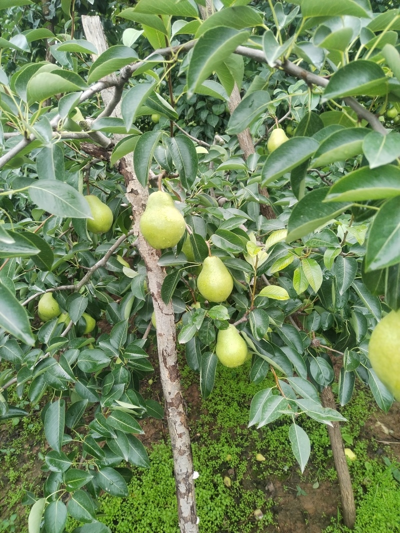 陕西宝鸡眉县秦岭山下香蕉梨开始售卖，需要的老板及时联系