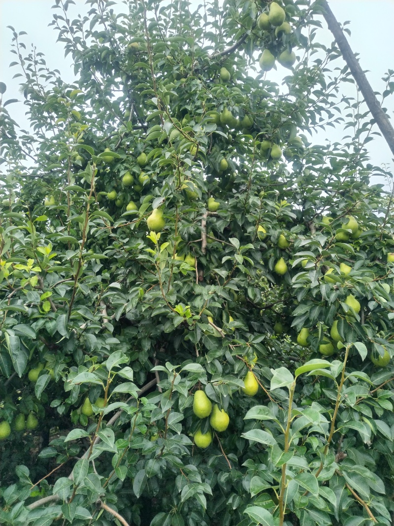 陕西宝鸡眉县秦岭山下香蕉梨开始售卖，需要的老板及时联系
