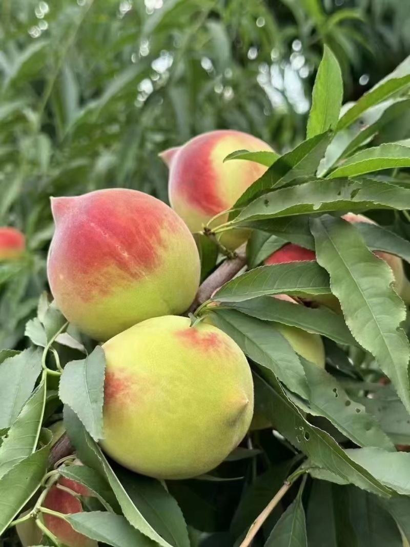 鹰嘴蜜桃产地直发口感脆甜价格不贵质量保证欢迎老板下单选购