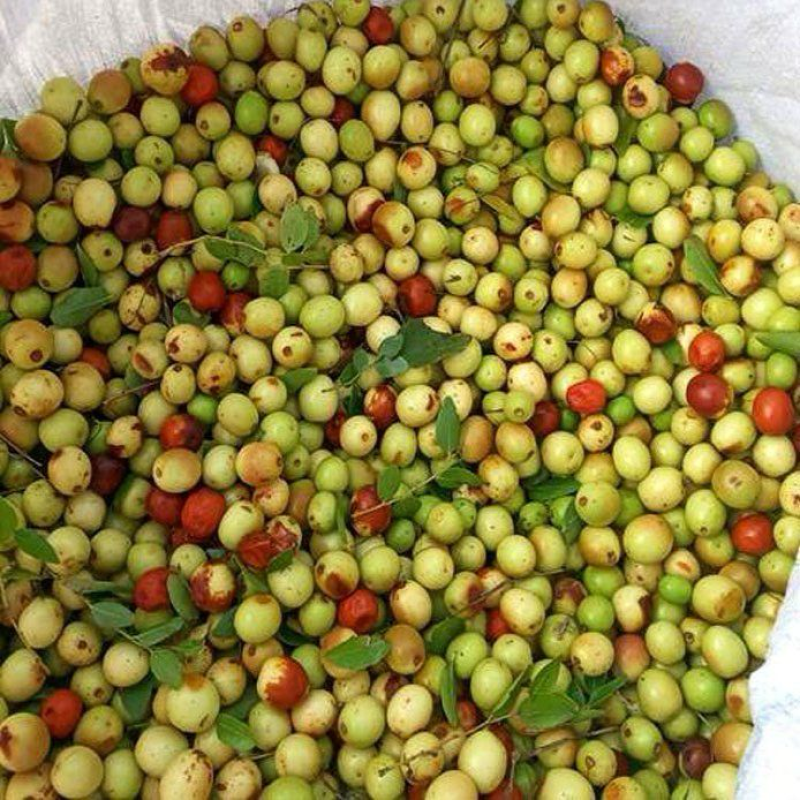 山东酸枣量大有货价格实惠质量保证欢迎订购