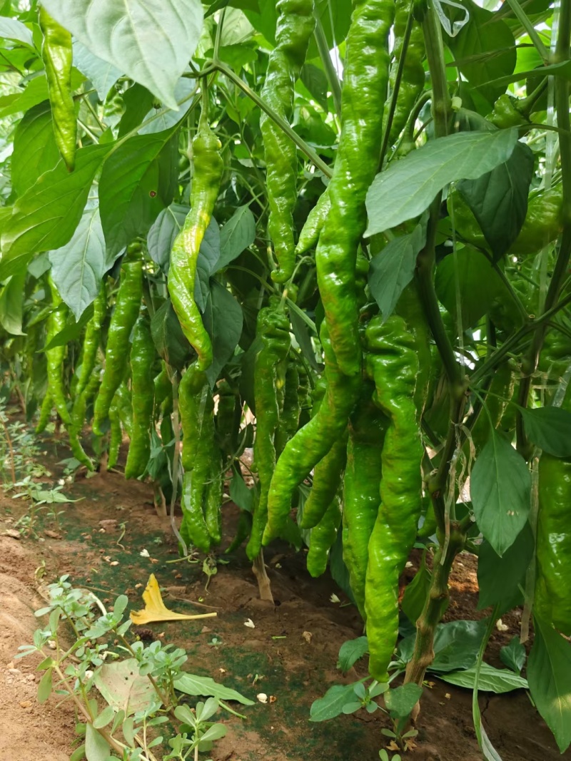 大果螺丝椒，长度35-40公分，螺旋度好，商品性高