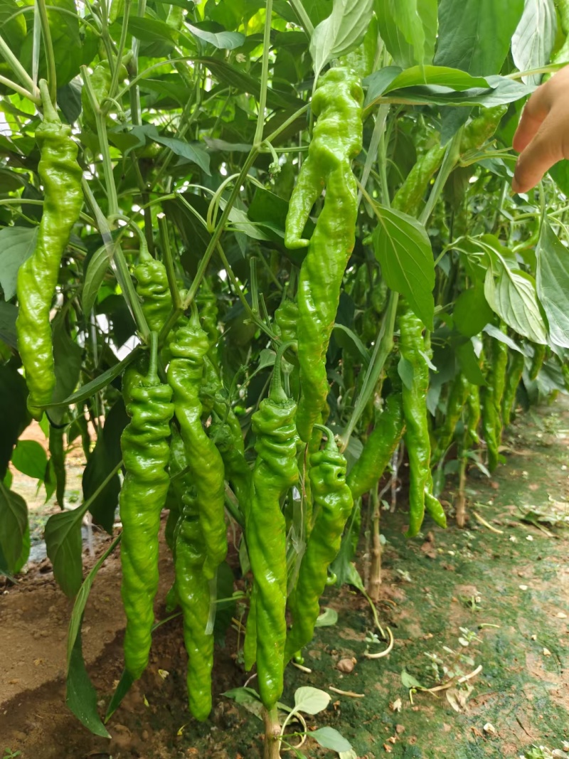 大果螺丝椒，长度35-40公分，螺旋度好，商品性高