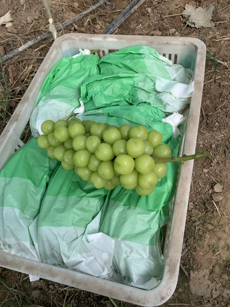 陕西渭南阳光玫瑰，葡萄大量上市量大，从优新鲜采摘