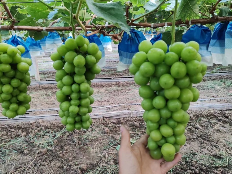 陕西渭南阳光玫瑰，葡萄大量上市量大，从优新鲜采摘