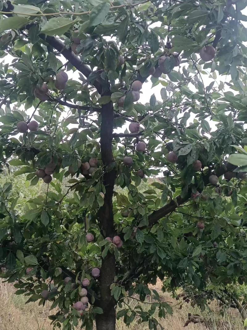 精选优质大小芙蓉李子，大量上市，欢迎各地客商前来咨询选购