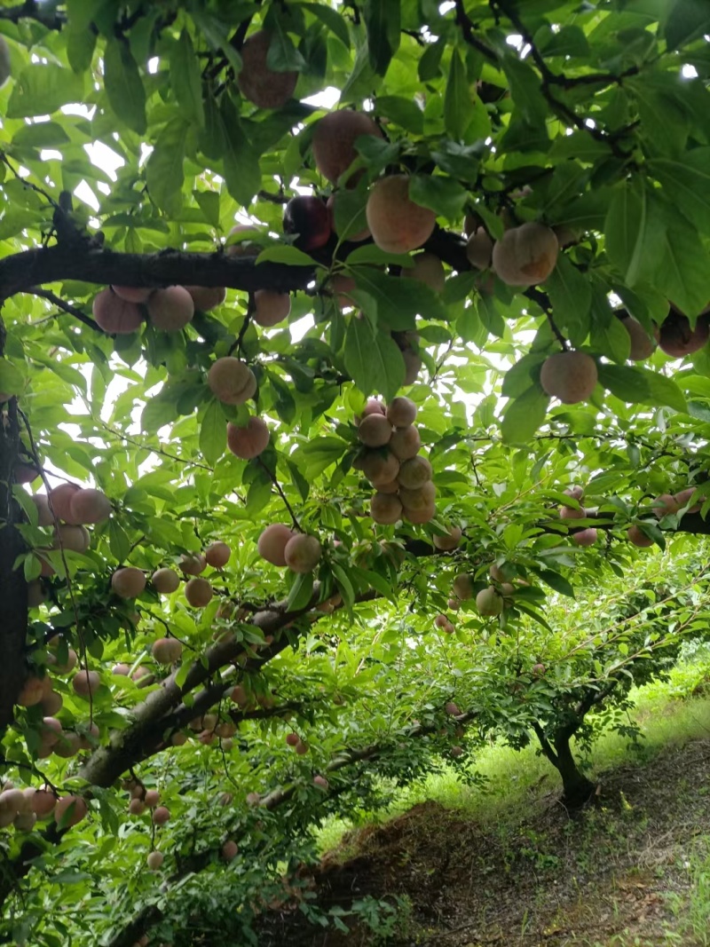 精选优质大小芙蓉李子，大量上市，欢迎各地客商前来咨询选购