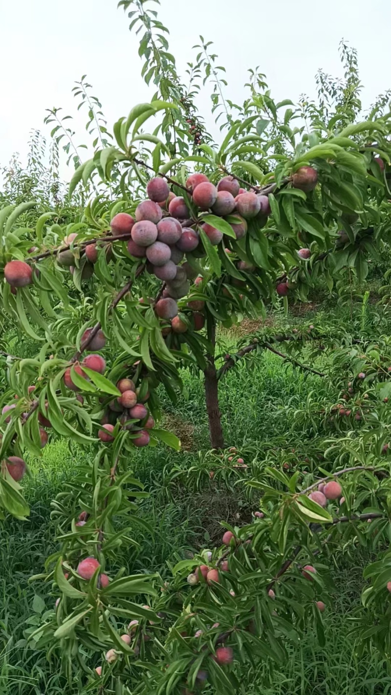 精选优质大小芙蓉李子，大量上市，欢迎各地客商前来咨询选购