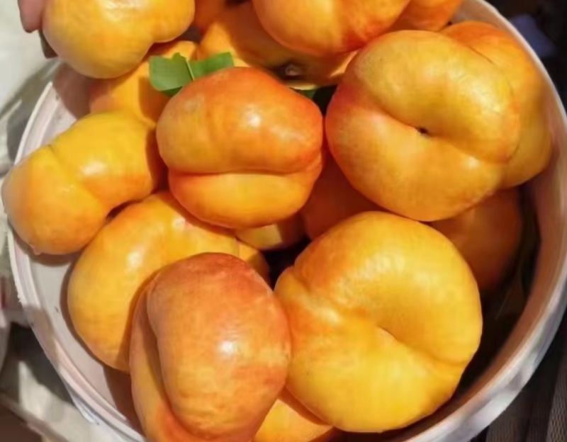 黄金油蟠桃