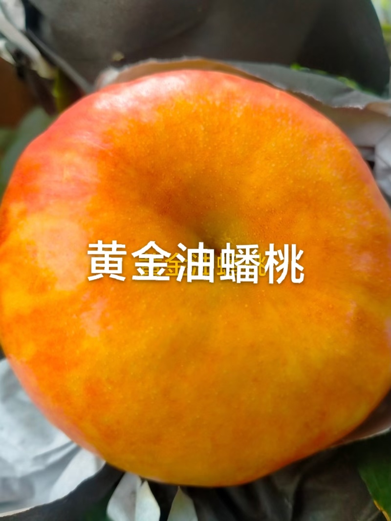 黄金油蟠桃