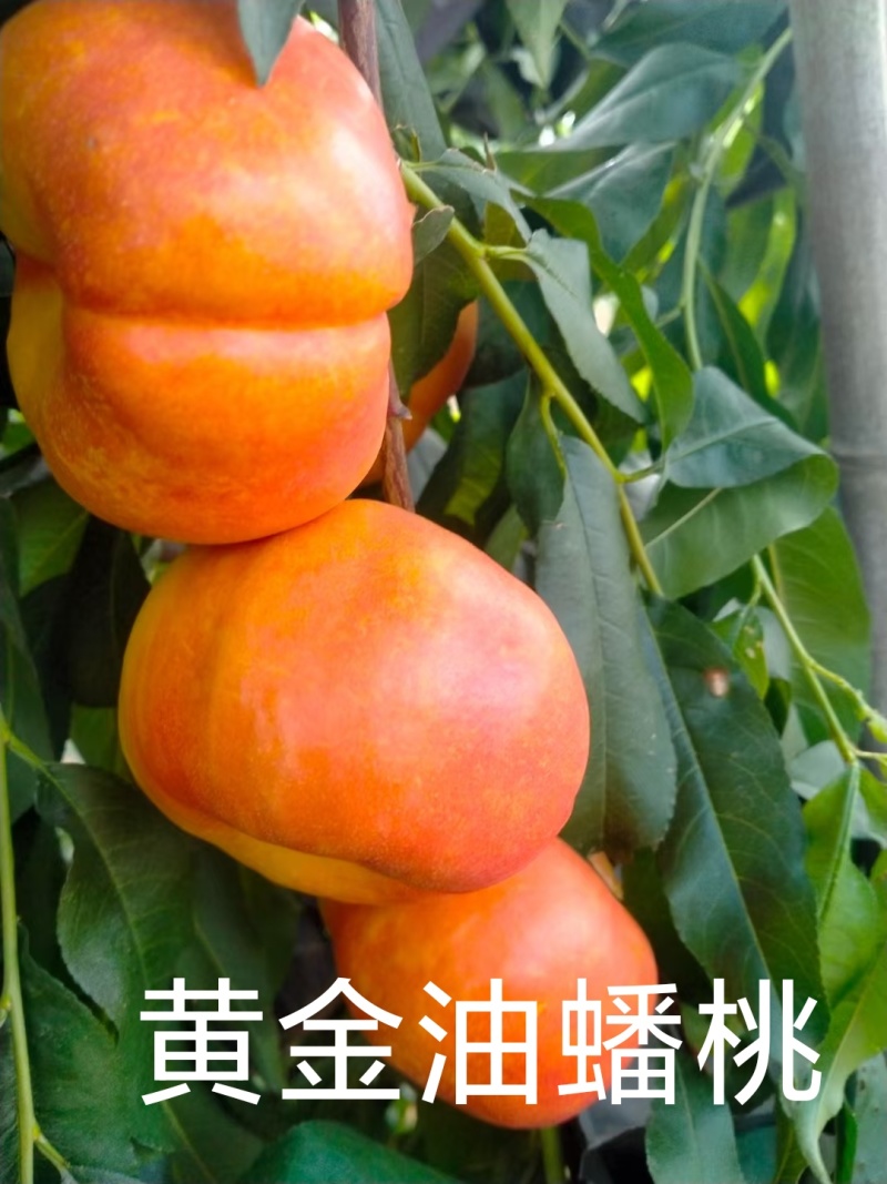 黄金油蟠桃