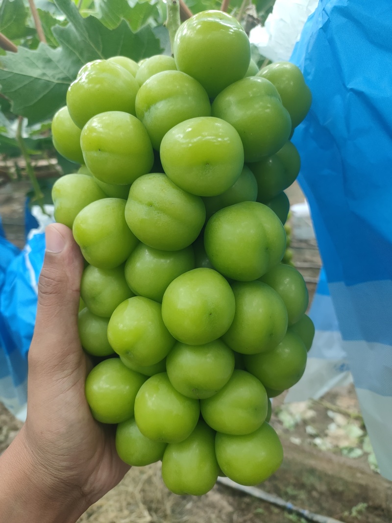 河南夏邑阳光玫瑰葡萄大量上市货源充足欢迎各地老板前来采购