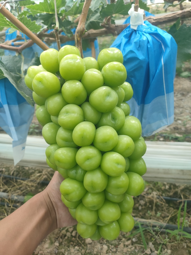 河南夏邑阳光玫瑰葡萄大量上市货源充足欢迎各地老板前来采购