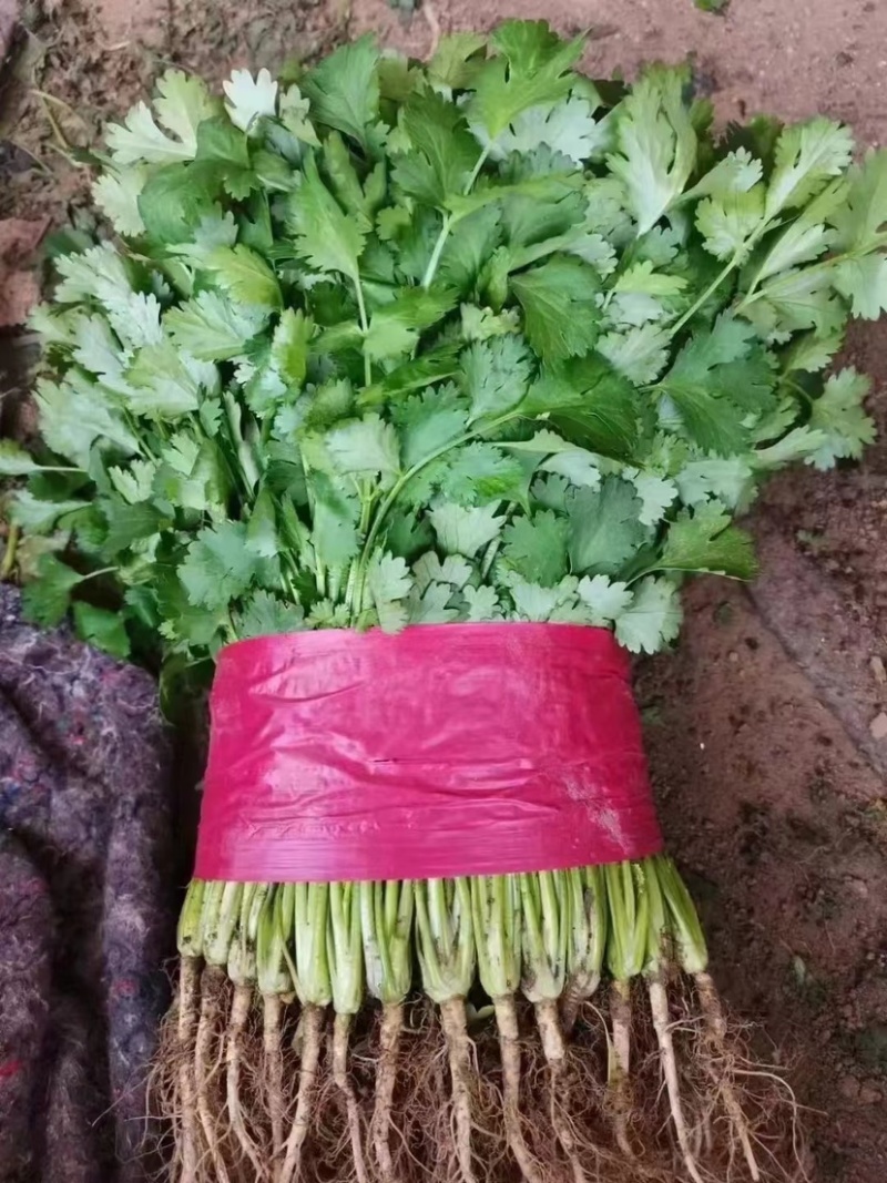 精品香菜，