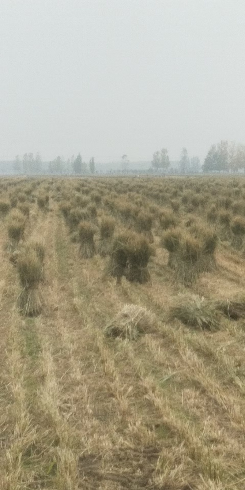 厂家供应治沙稻草酒厂稻草专用保证质量量大优惠全国发货