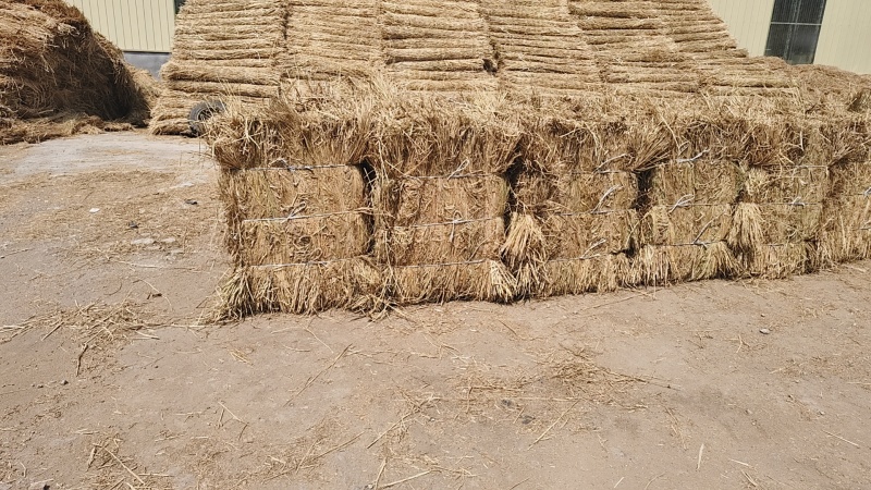 厂家供应治沙稻草酒厂稻草专用保证质量量大优惠全国发货