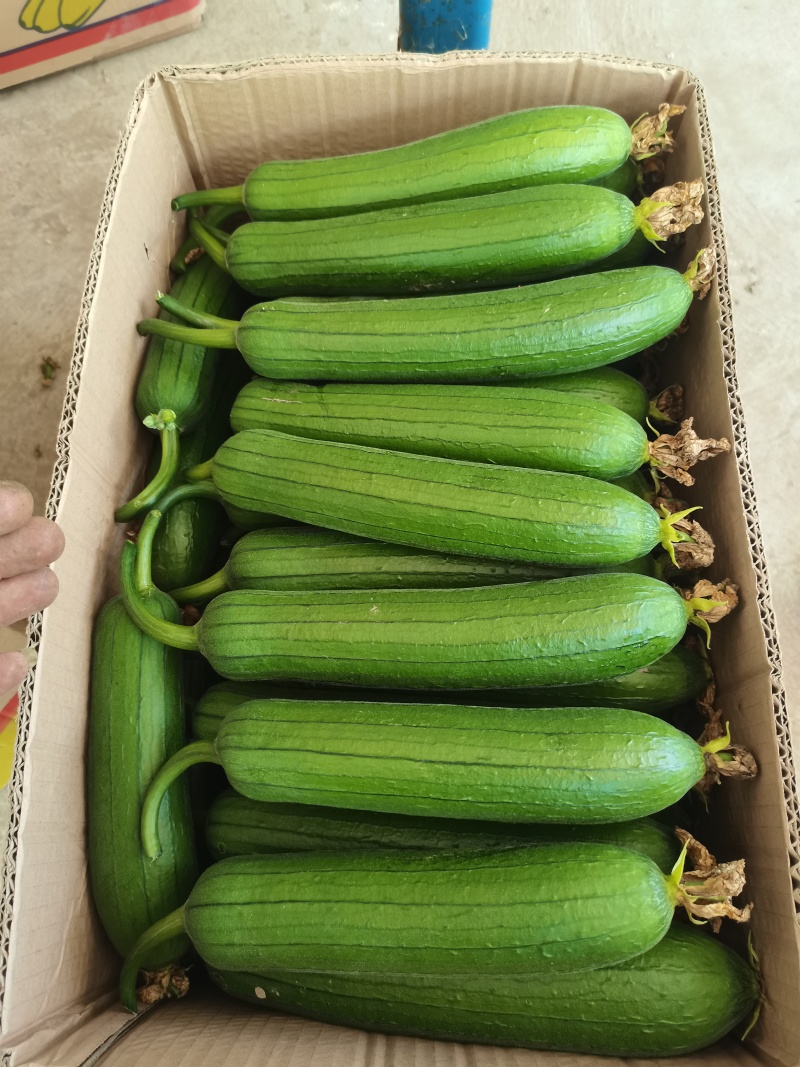 精品油皮丝瓜