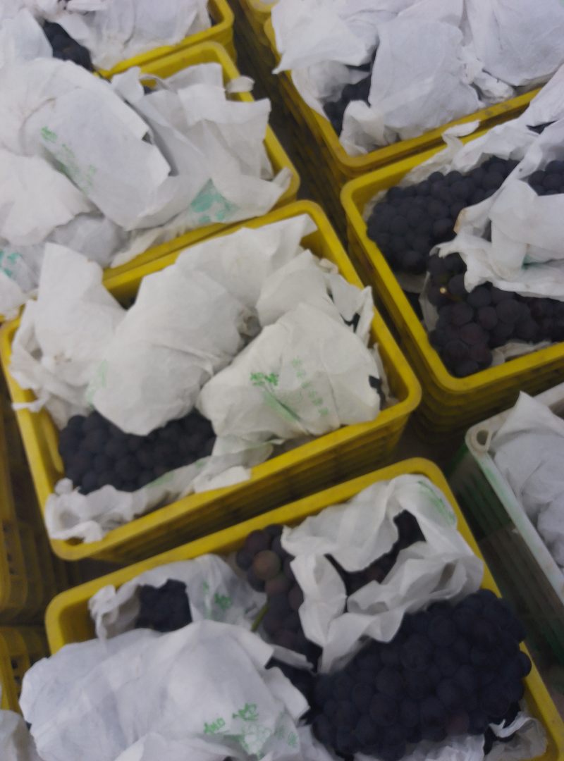 陕西户县早熟葡萄兴华王，京亚火热上市预定中