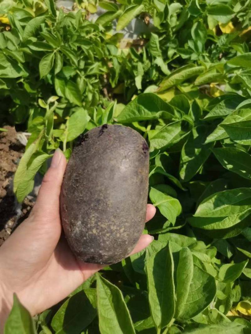 现挖黑金刚黑土豆紫土豆软糯香甜一件代发净重5斤坏果包赔