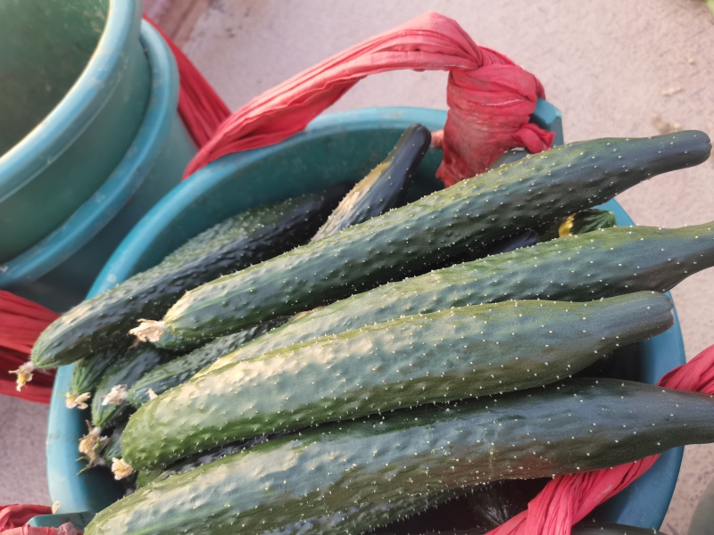 精品鲜花黄瓜
