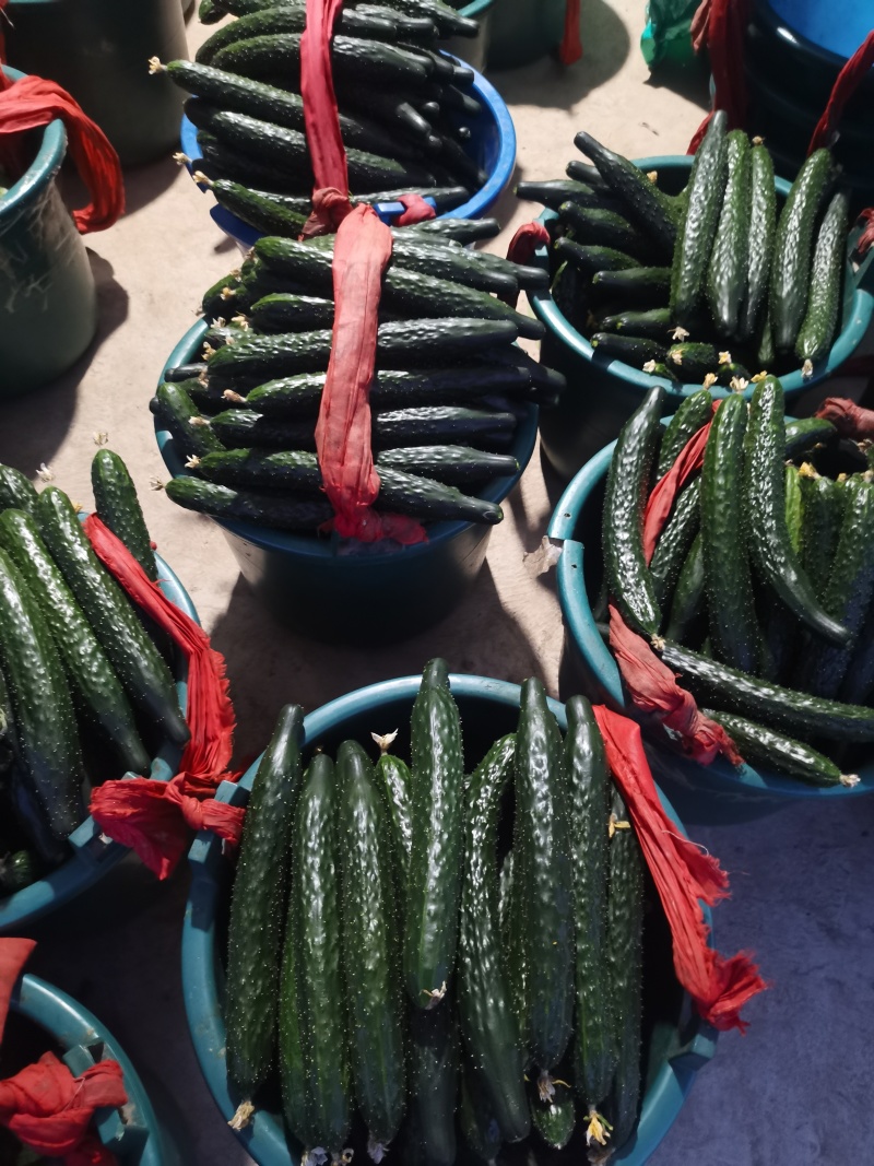 精品鲜花黄瓜