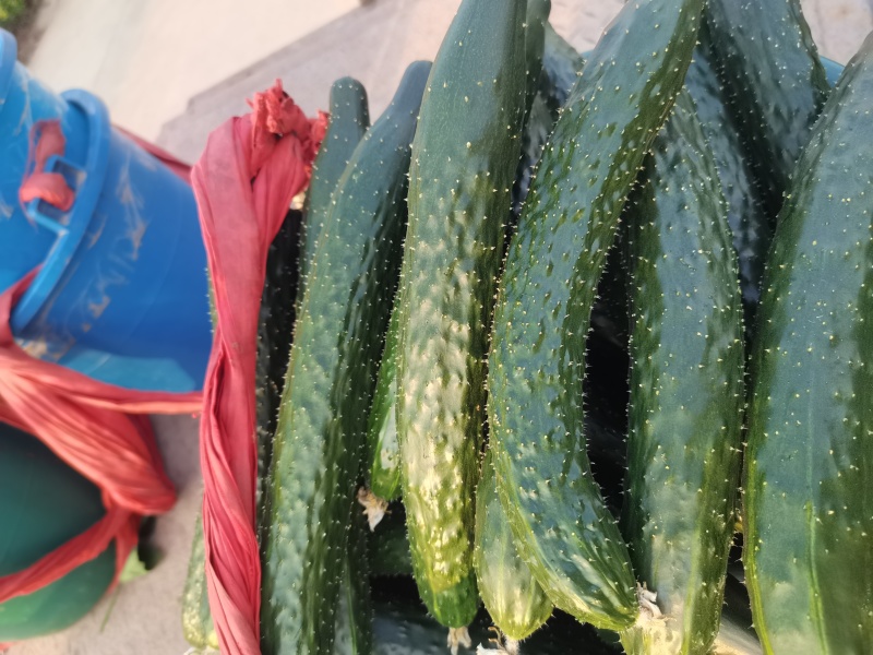 精品鲜花黄瓜