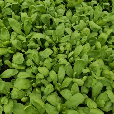 精品蓬花菜，大叶茼蒿，剪头茼蒿！