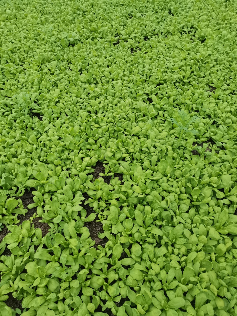 精品蓬花菜，大叶茼蒿，剪头茼蒿！