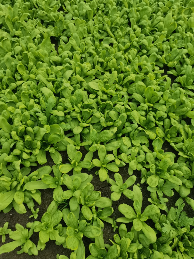 精品蓬花菜，大叶茼蒿，剪头茼蒿！