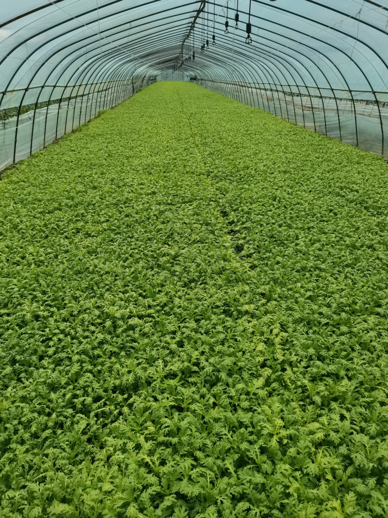 精品蓬花菜，大叶茼蒿，剪头茼蒿！